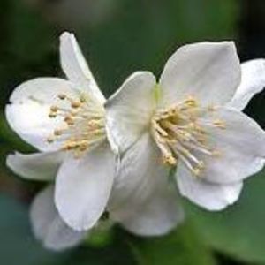 Meet your Posher, Jasmine